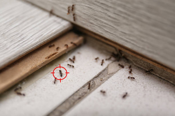 Best Termite Control Services  in Manhattan, MT